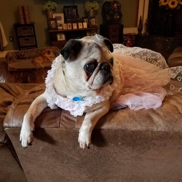 Meet The Posher - Picture 2 of 15